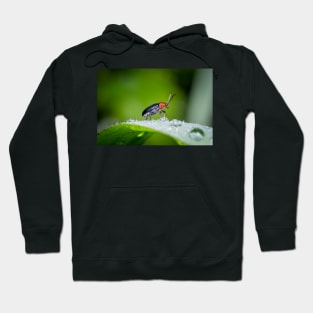 Unique and organic photo of a leaf beetle crossing a slippery dew covered leaf Hoodie